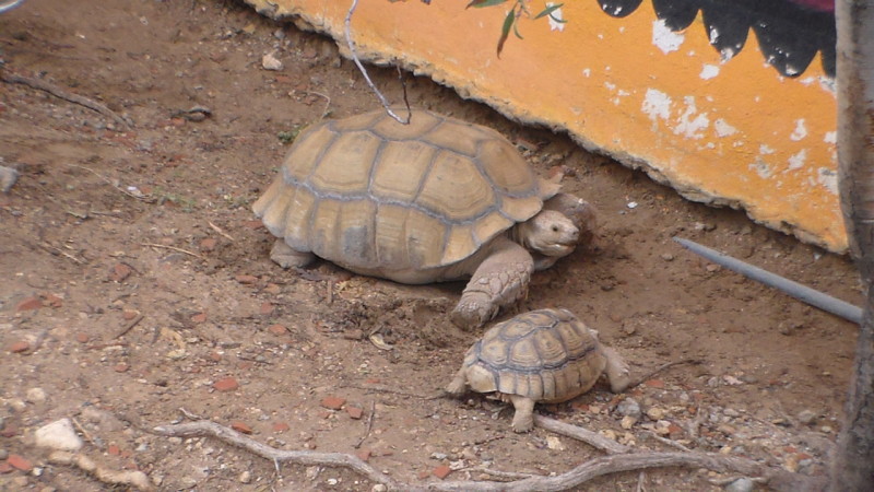 zoo 36 kopie(1)